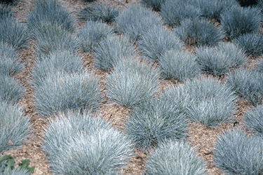 Des images de diff�rentes plantes